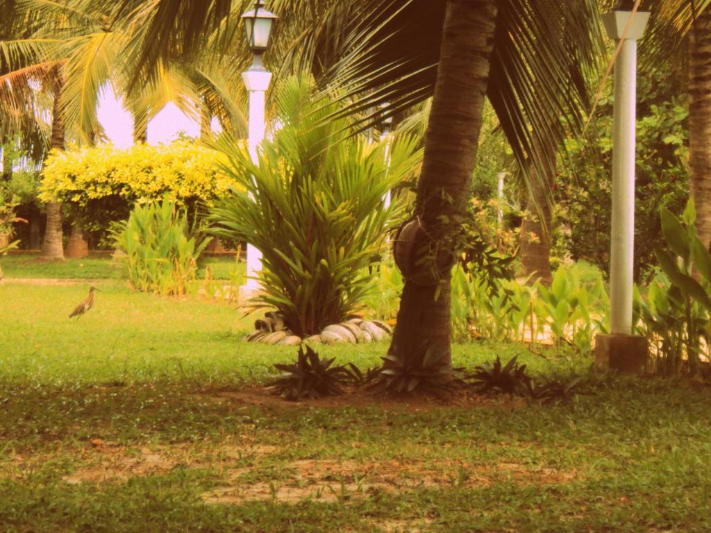 Hotel Lagoon Paradise เนกอมโบ ภายนอก รูปภาพ